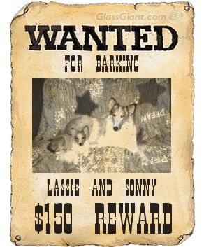  Animals - Dogs, Cats - 